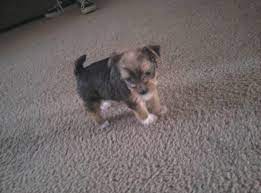 Make a new post from the account homepage. Craigslist Dogstulsa Clistdogstulsa Twitter