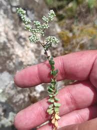 Image result for Corrigiola litoralis