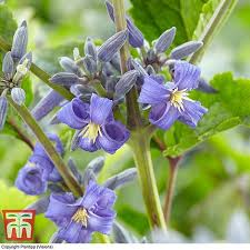 We did not find results for: Clematis New Love Plants Thompson Morgan