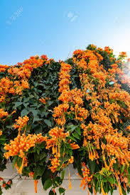 Sweet potato vines are native to the. A Funky Shot Taken Underneath A Flowering Vine With Tropical Stock Photo Picture And Royalty Free Image Image 135026585