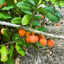 Image result for Garcinia livingstonei
