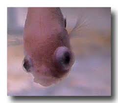 The pet stores are usually come cloudy. Bettas By Ladypoison425 On Deviantart