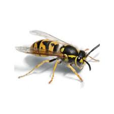 We did not find results for: Wasps Control Pest Zap Coburg