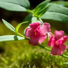 Image result for Jasminum beesianum