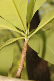 Image result for Manulea conferta