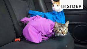 Again, how much time will have to contact the airline, it appears on the site. Carry Your Cat In A Bag Youtube