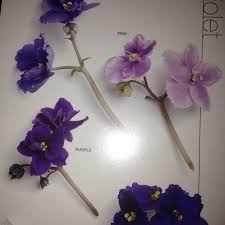 Birth Flowers For Each Month Tattoos Tattoo Ideas Births Tattoo February February Births Flower Tattoo