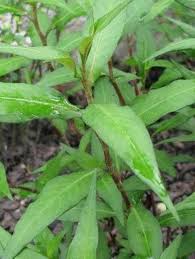 Banyak khasiat daun kesum atau cenohom. Teh Daun Kesum Khas Singkawang Posts Facebook