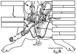 Fetal Pig Dissection And Lab Guide