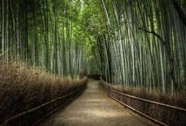 صور طبيعه روعه مناظر طبيعية خياليه صور من الطبيعه جميله جدا Www D Download Com300 204buscar Por Im Bamboo Forest Japan Beautiful Places Wonders Of The World