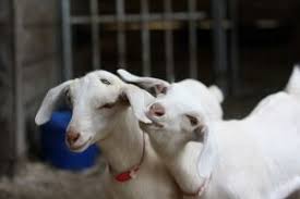 21 Things To Know About Goats Before You Start A Goat Farm Mother Earth News Goat Farming Goats Livestock Goats