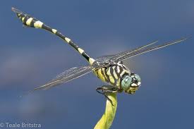 Australian Tiger Dragonfly Dragonfly Australian Wildlife Australian Animals