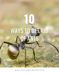 Check spelling or type a new query. Natural Ant Killer 10 Ways To Get Rid Of Ants Naturally