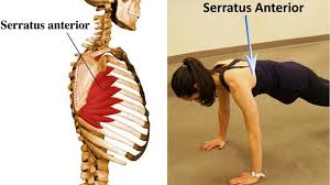 An injury or trauma to the area may give rise to severe pain, which may lessen eventually. The Most Neglected Muscle During Exercise The Serratus Anterior Bar Method
