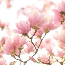 The Secret Meanings Behind Your 30 Favorite Flowers Flower Meanings Beautiful Flowers Magnolia Flower