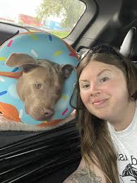 How to keep dog calm after spay surgery?