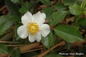 Image result for Rosa laevigata