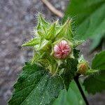 Image result for Sida urens