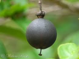 Image result for Oncoba