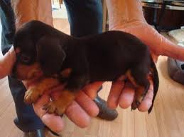 Dapple Dachshund Puppy Pets And Animals For Sale South Carolina