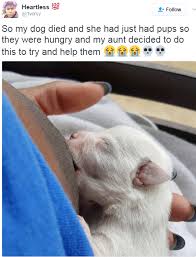 A woman from buenos aires saved a puppy by breastfeeding it alongside her own infant child. Woman Breastfeeds Puppies P M News