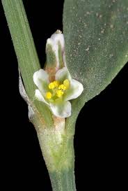 Image result for Polygonum aviculare