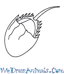 ✓ free for commercial use ✓ high quality images. How To Draw A Horseshoe Crab