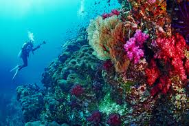 Either way, you'll be hard pressed to find any better places to take the plunge. Best Scuba Diving In Thailand Dive Sites You Just Can T Miss Updated
