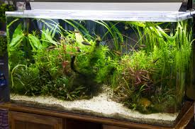 Image result for Heteranthera callifolia