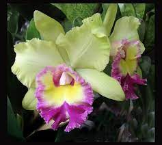Pin On Orchids
