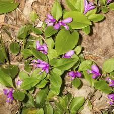 Image result for Polygala friesii