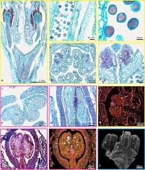 Image result for Cordia grandicalyx