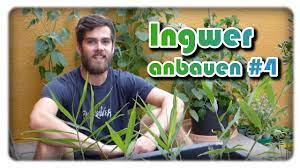 Hat ingwer einen platz im garten? Ingwer Erfolgreich Anbauen 4 Ingwer Pflanzen Ingwer Im Kubel Anbauen Youtube