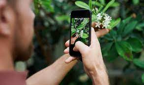 Maybe you would like to learn more about one of these? The 3 Best Free Plant Identification Apps Of 2020 For Dayton Gardeners Stockslagers Greenhouse Garden Center