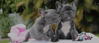 Find the perfect french bulldog puppy for sale in georgia, ga at puppyfind.com. Exotic Rare French Bulldog Breeder In Florida Bulldogs4ever