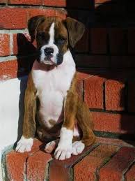 Get Terrific Tips On Boxer Dogs They Are Readily Available For You On Our Website Boxer Dog Puppy Boxer Dogs Funny Boxer Dogs Facts