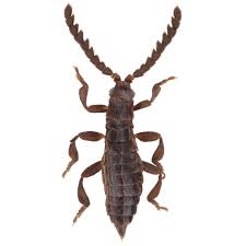 Image result for Antrocaryon