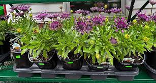 Image result for foto Osteospermum