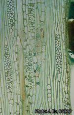 Image result for Khaya anthotheca