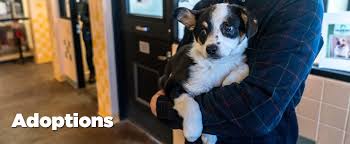 Santa cruz spca adoption application. Adoptions Santa Fe Animal Shelter Humane Society