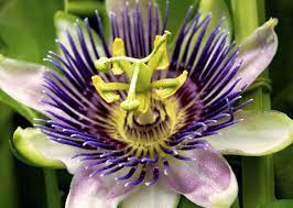 4 Major Benefits Of Maracuja Oil Maracuja Oil Maracuja Oil Benefits Oil Benefits
