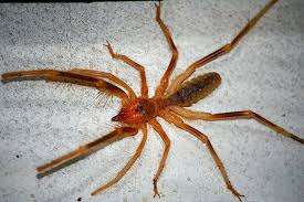It's as though there's a part of the human brain that perceives the form of a. 10 Largest Spiders In The World Largest Org
