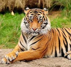 Sumatran tigers are the smallest subspecies, maxing out at 310 pounds (140 kilograms) and 8 feet (2.4 meters). Tigre Wiki Reino Animalia Fandom