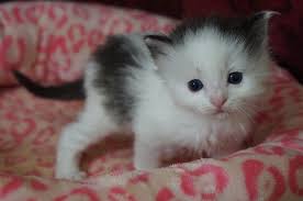 We have white persian kittens with green eyes, silver and blue persian kittens available. Black Kittens For Sale Facebook Novocom Top