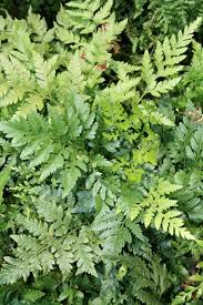 Image result for Rumohra adiantiformis