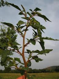 Image result for Amaranthus spinosus
