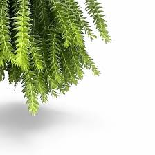 Image result for Huperzia