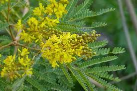 Image result for Peltophorum africanum