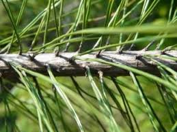 マツには葉形の異なる二種類の葉がある 好奇心の植物観察
