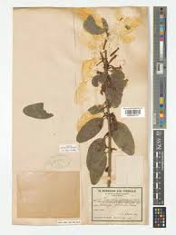 Image result for Stomatostemma monteiroae